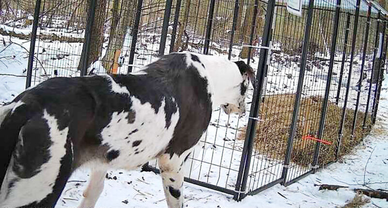 Pet owners urged to be vigilant in winter weather